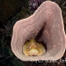scorpionfish_tasseled_khp_lan_h_0486_tha5126.jpg
